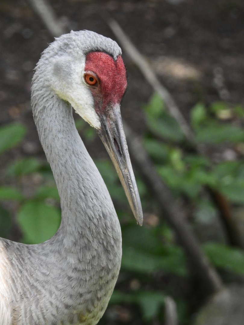 Sandhill Crane