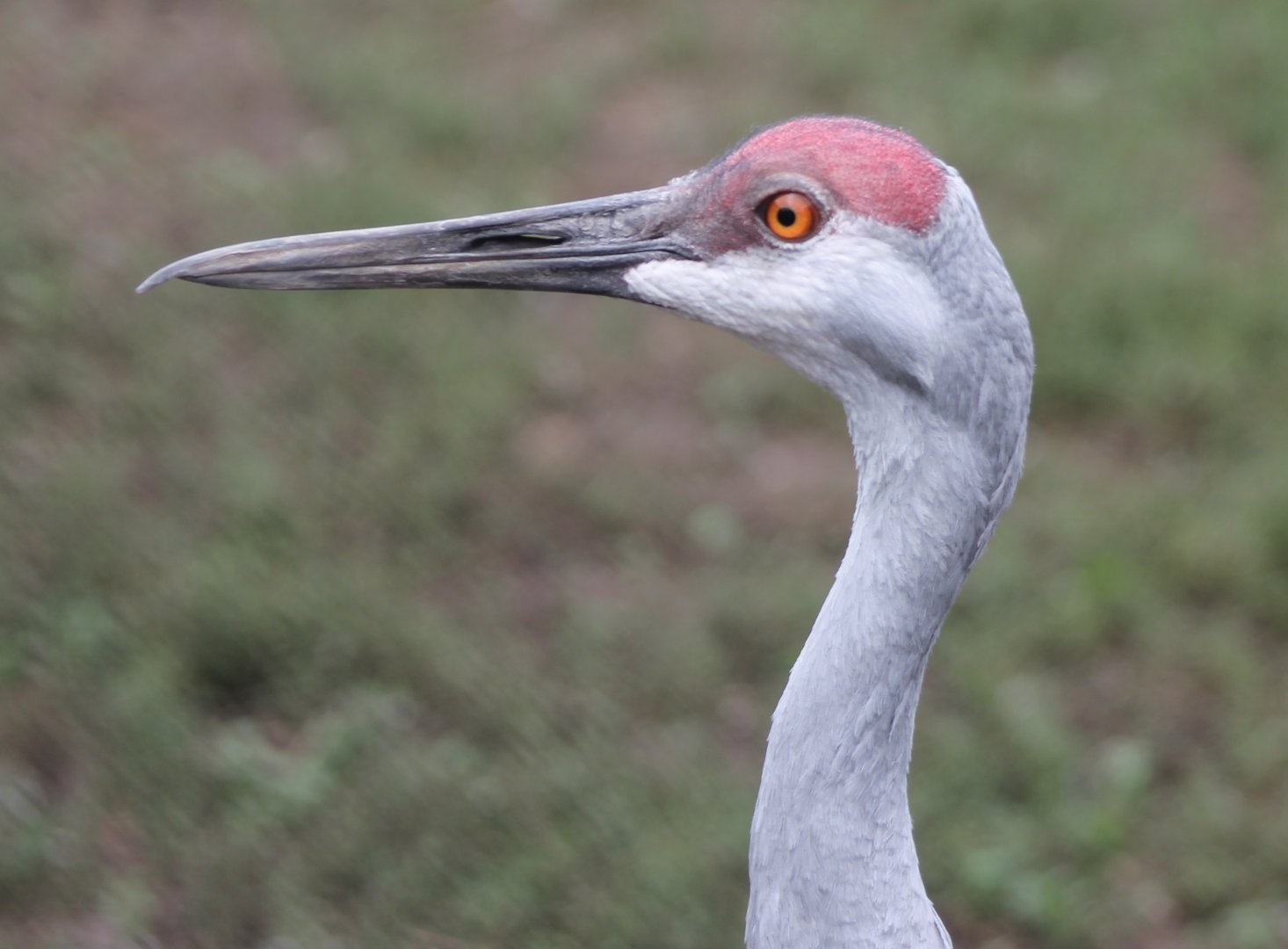 Sandhill crane