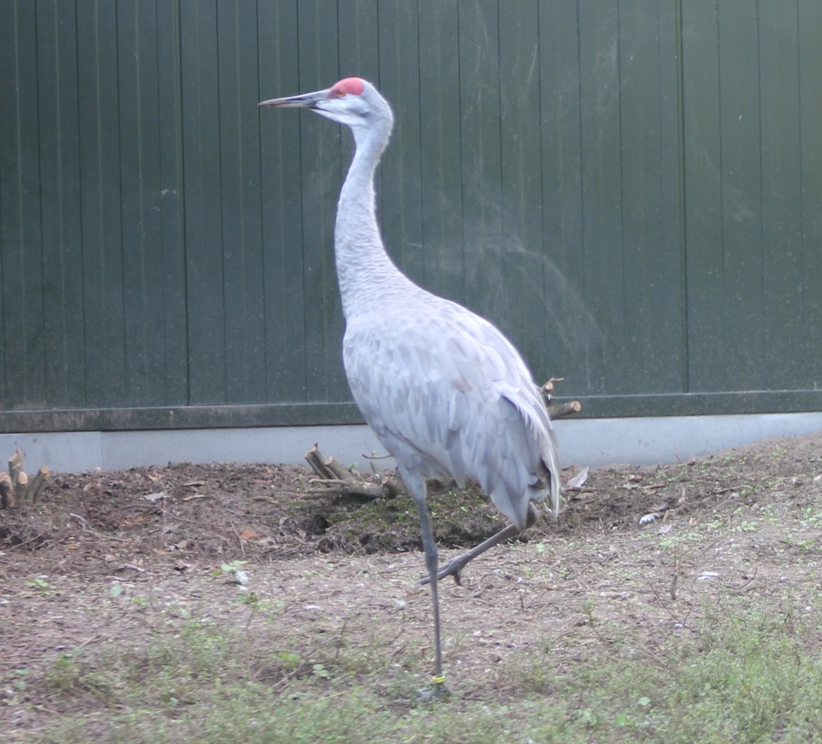 Sandhill crane