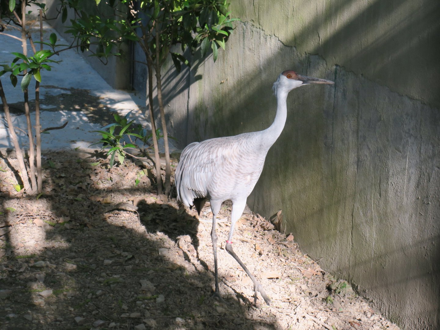 sandhill crane
