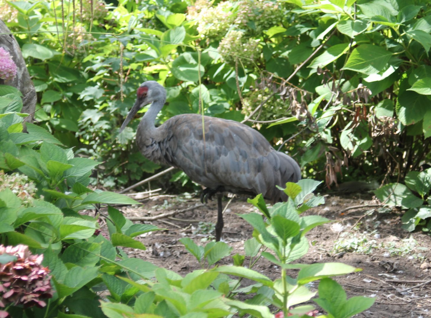 Sandhill crane