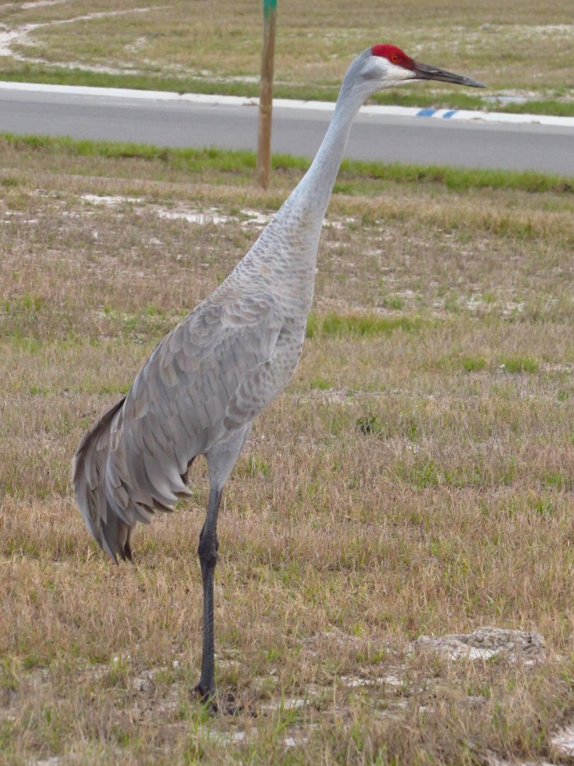 Sandhill Crane