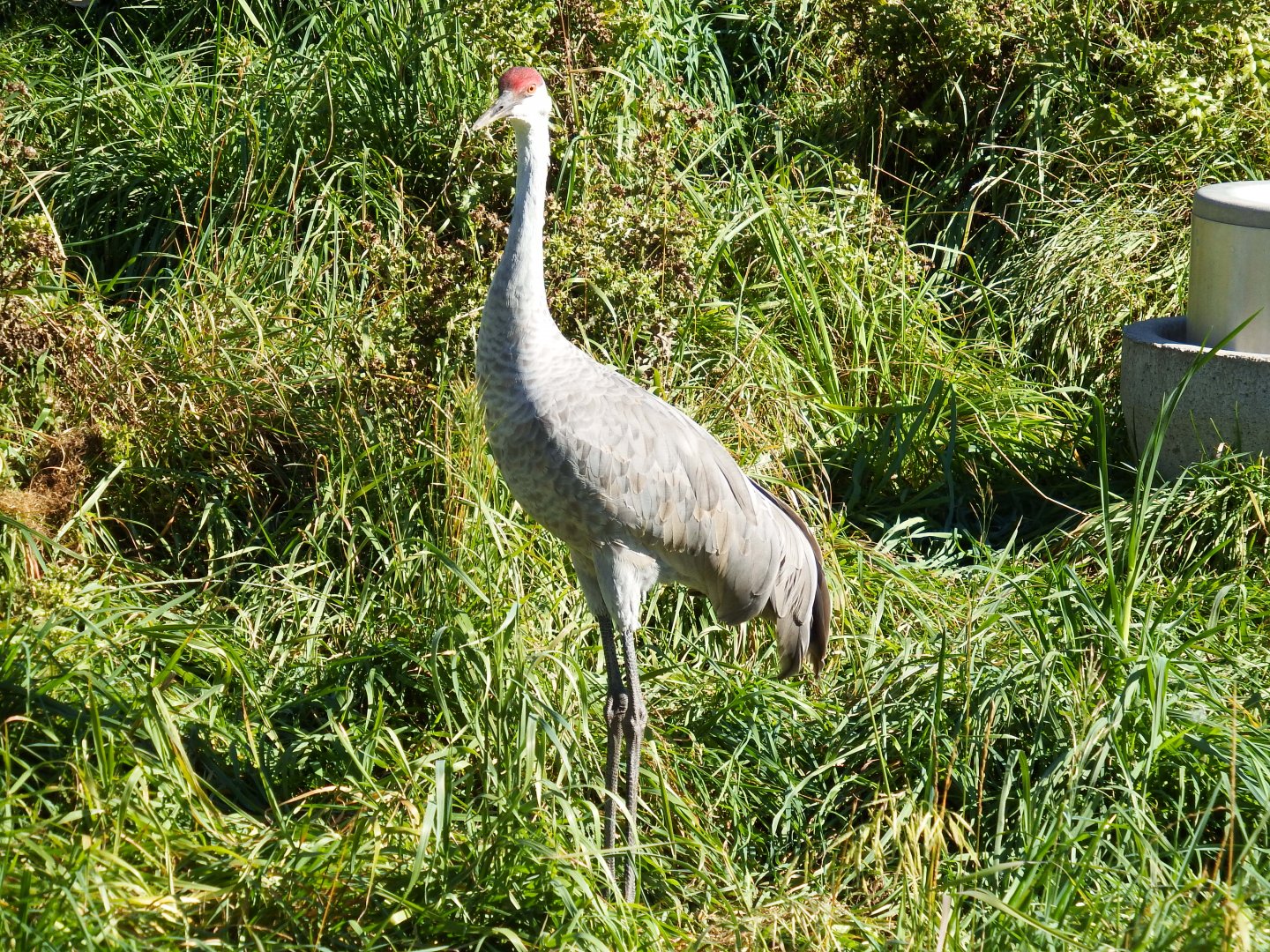 Sandhill Crane