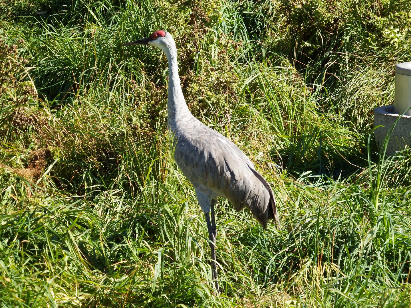 Sandhill Crane