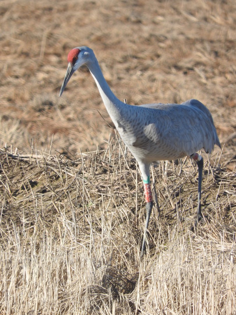 Sandhill Crane