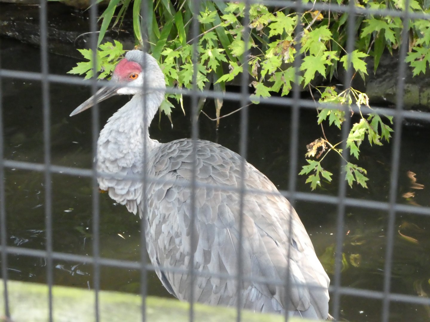 Sandhill Crane