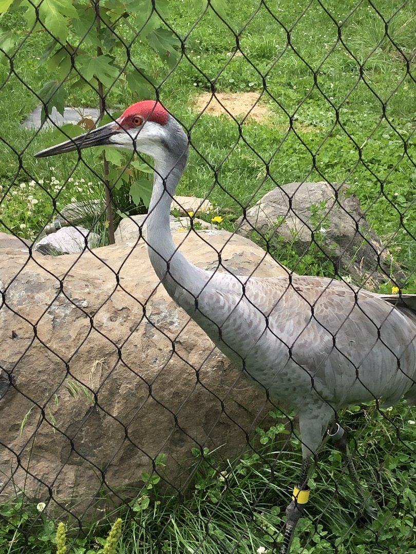 Sandhill Crane