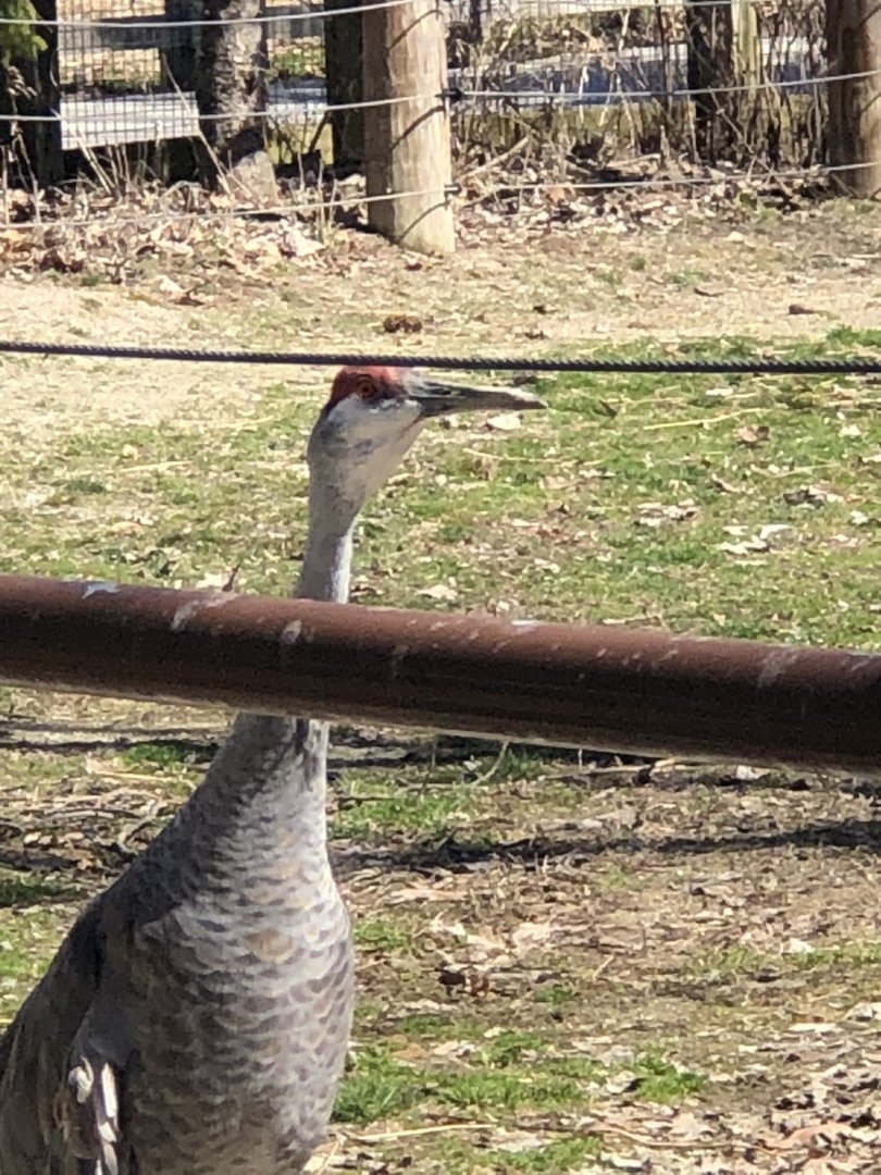 Sandhill Crane