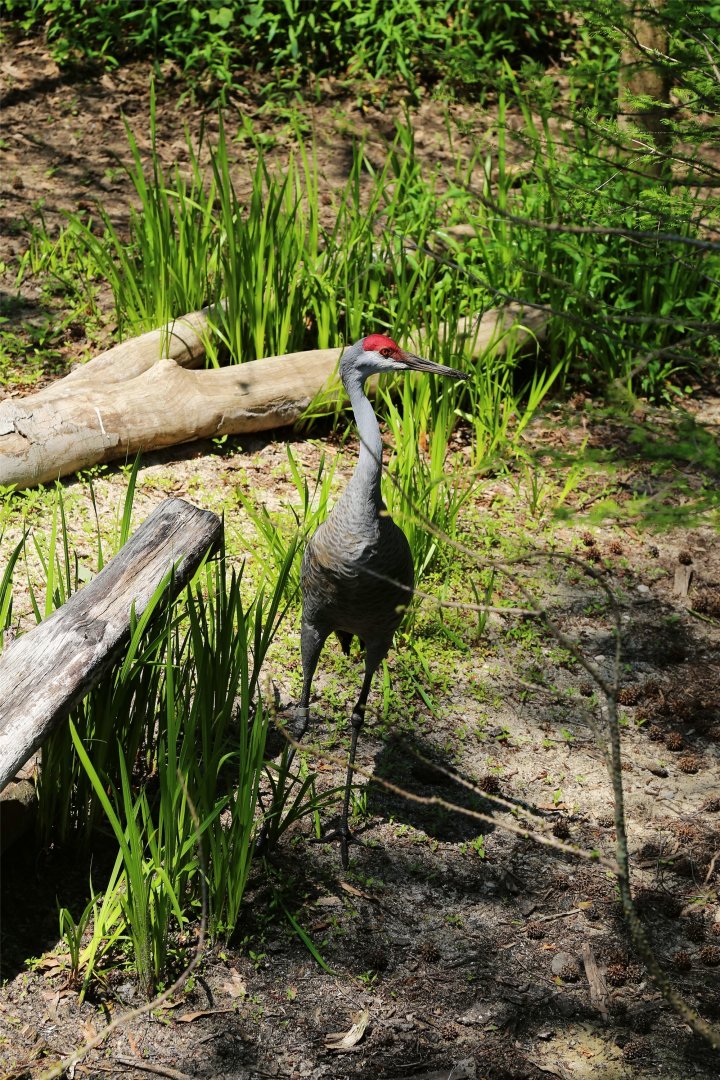 Sandhill Crane