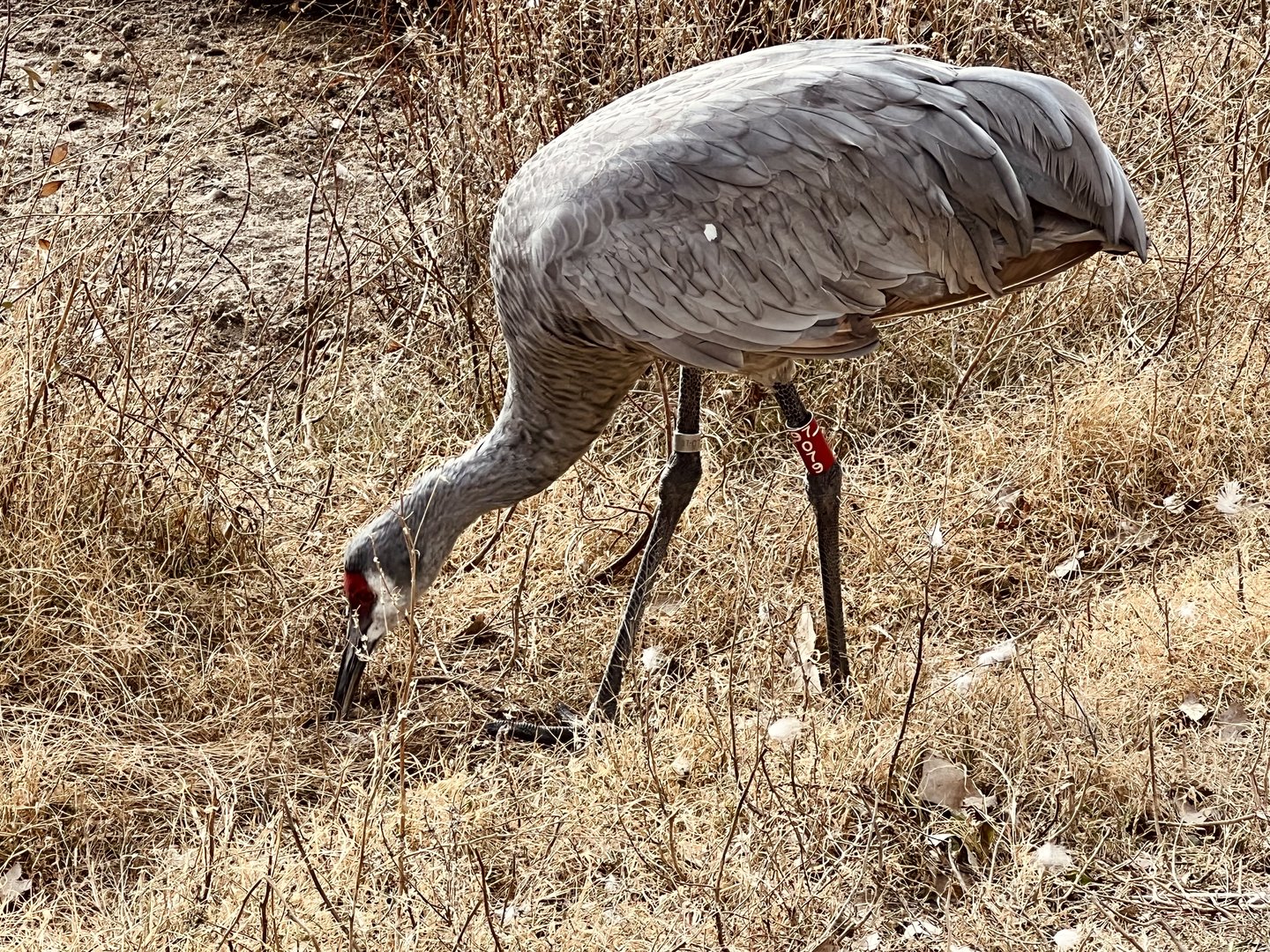 Sandhill Crane