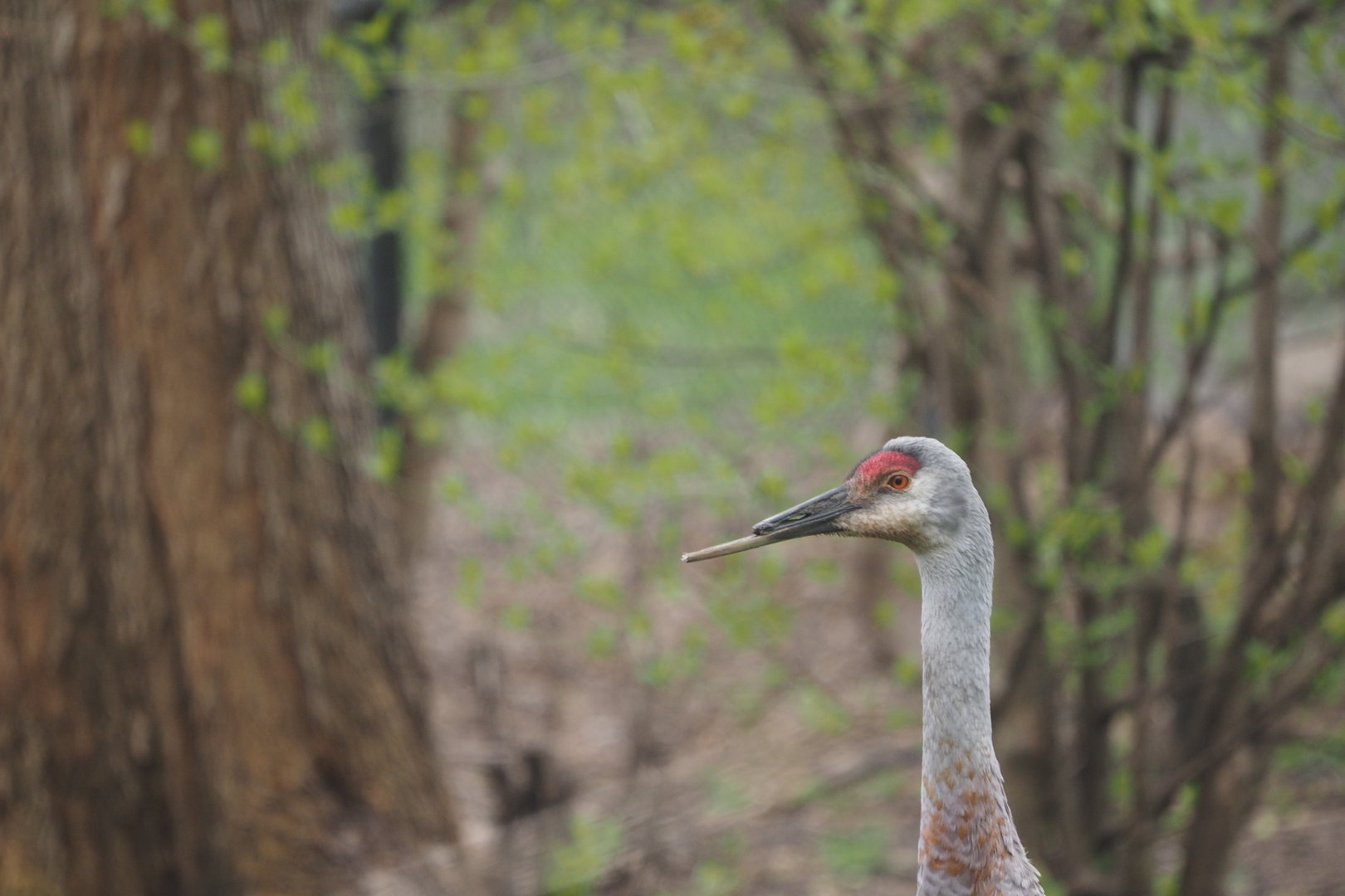 Sandhill Crane