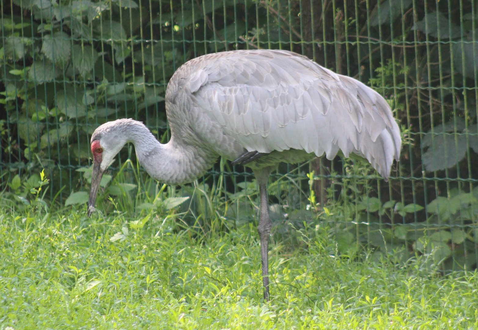 Sandhill crane