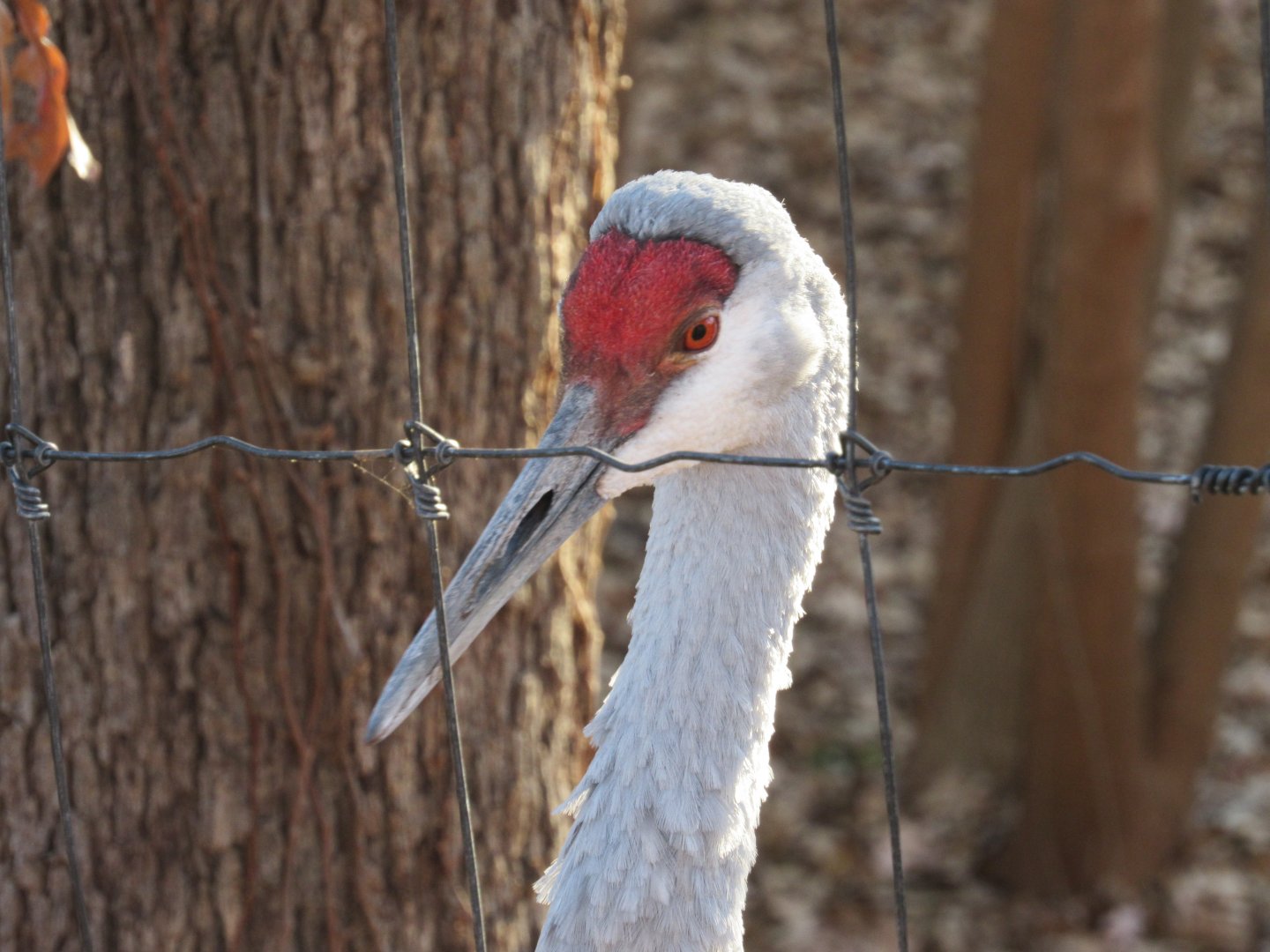 Sandhill Crane