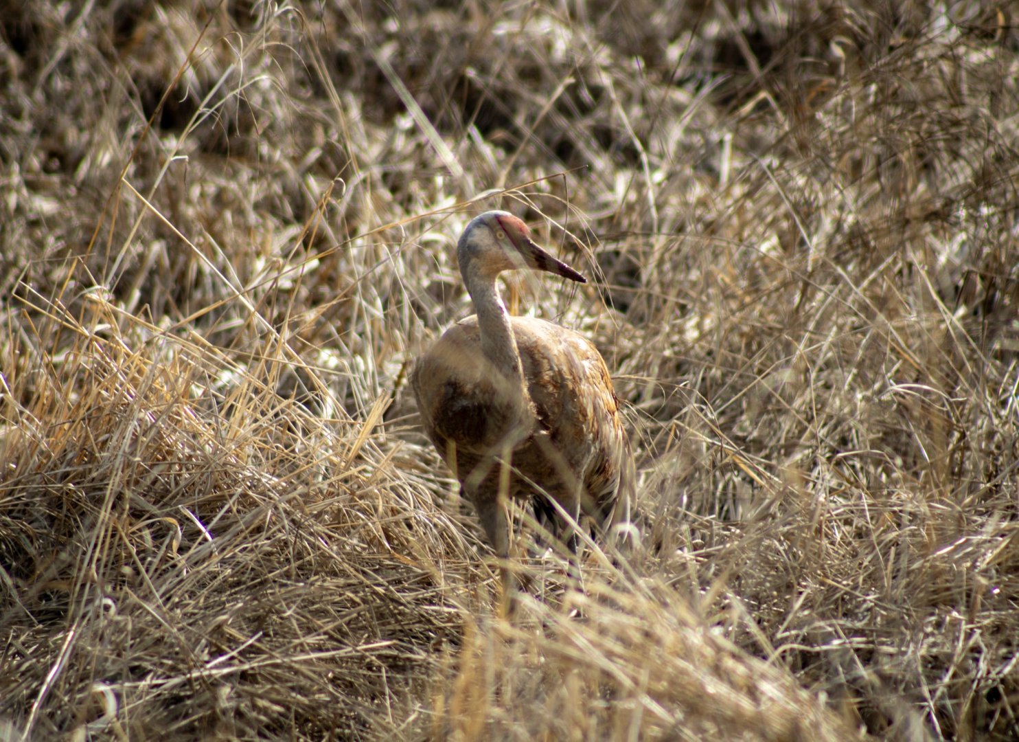 Sandhill Crane