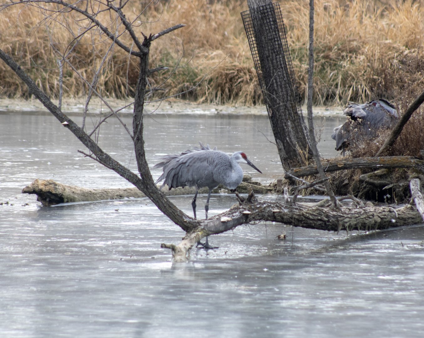 Sandhill Crane