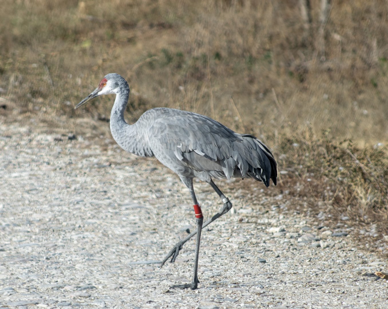 Sandhill Crane