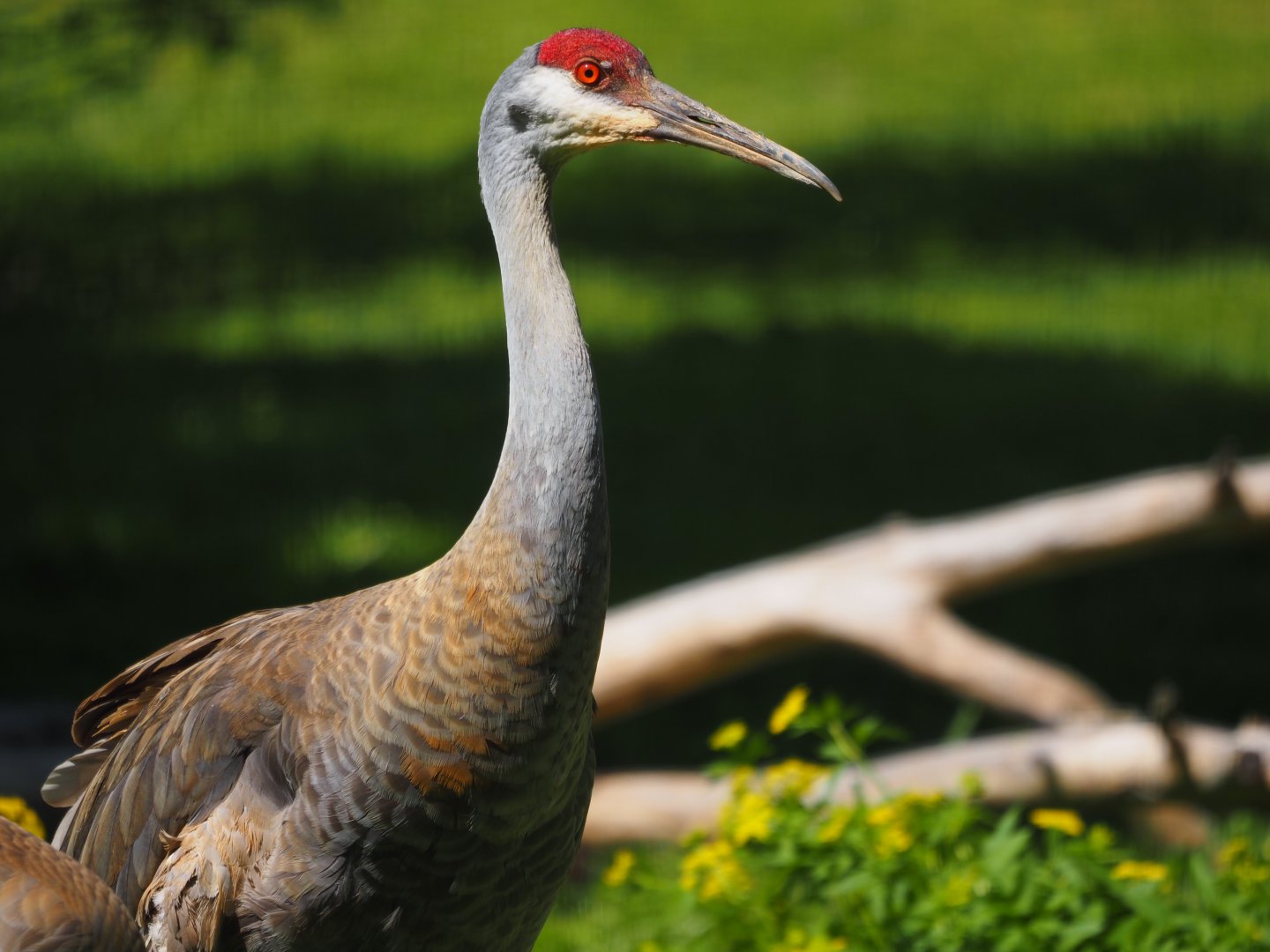 Sandhill Crane