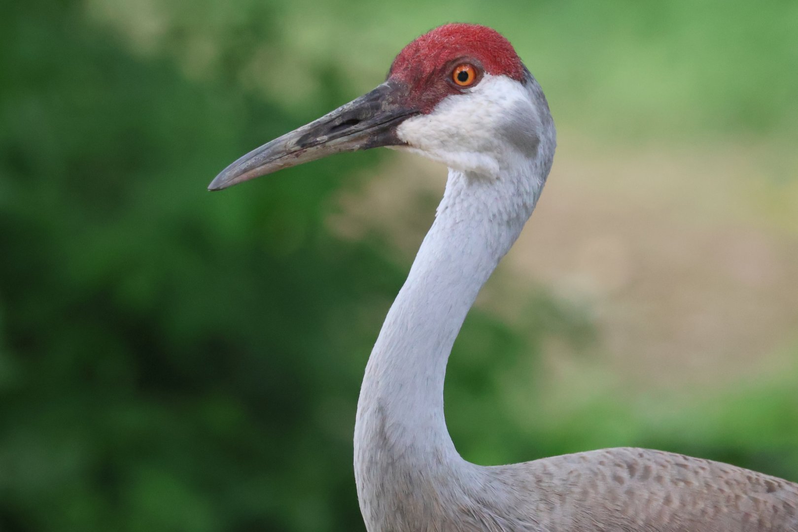 Sandhill Crane