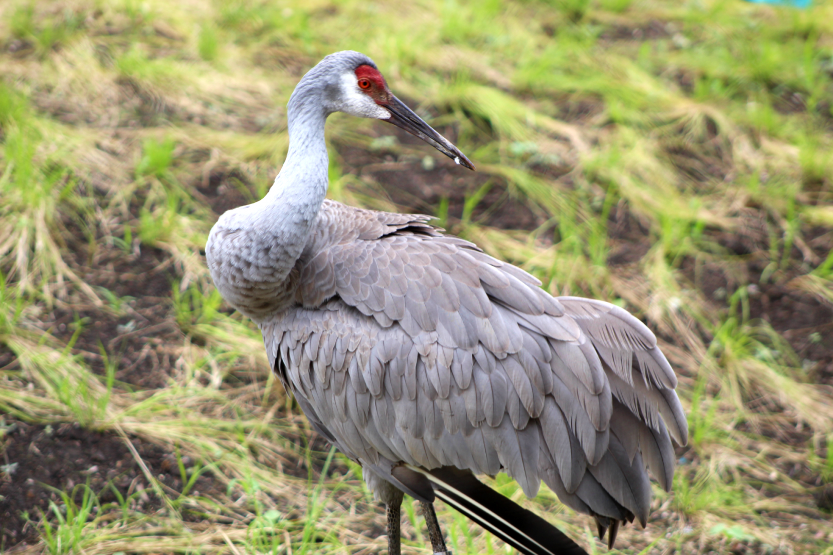 Sandhill Crane