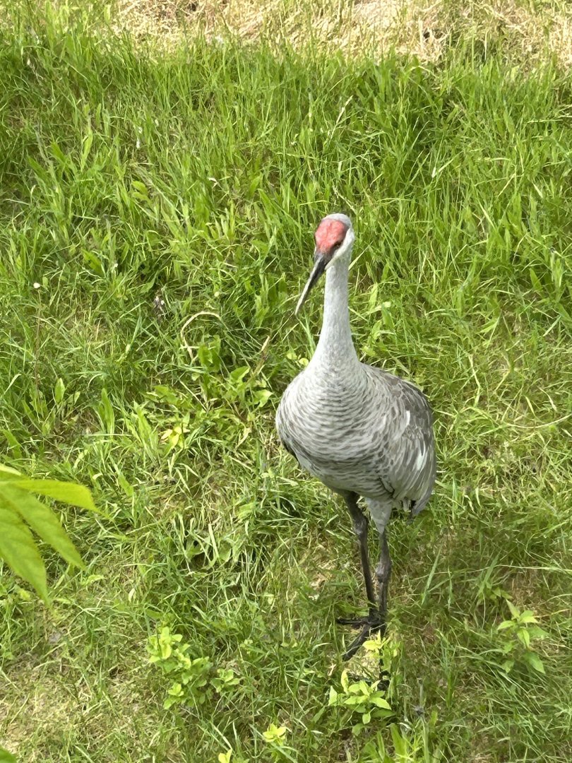 Sandhill crane