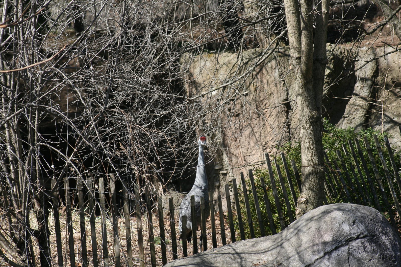 Sandhill Crane
