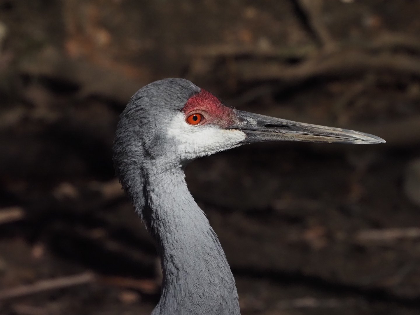 Sandhill Crane