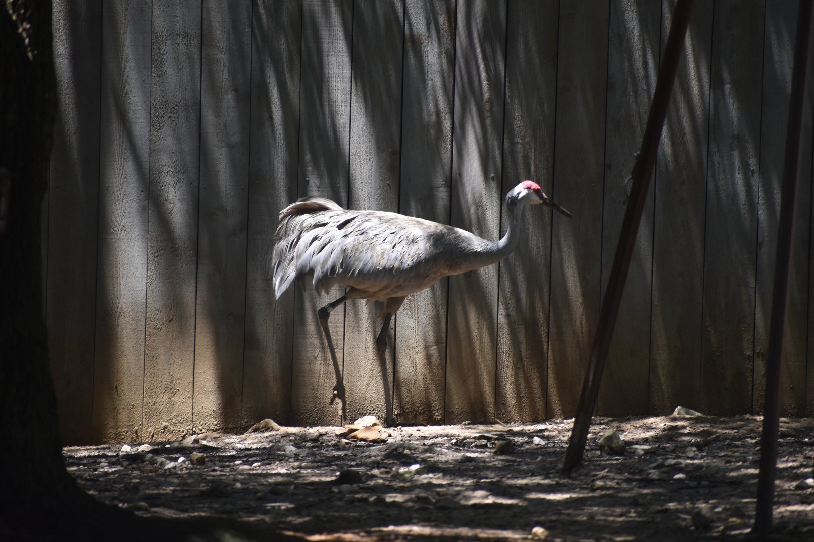 Sandhill Crane