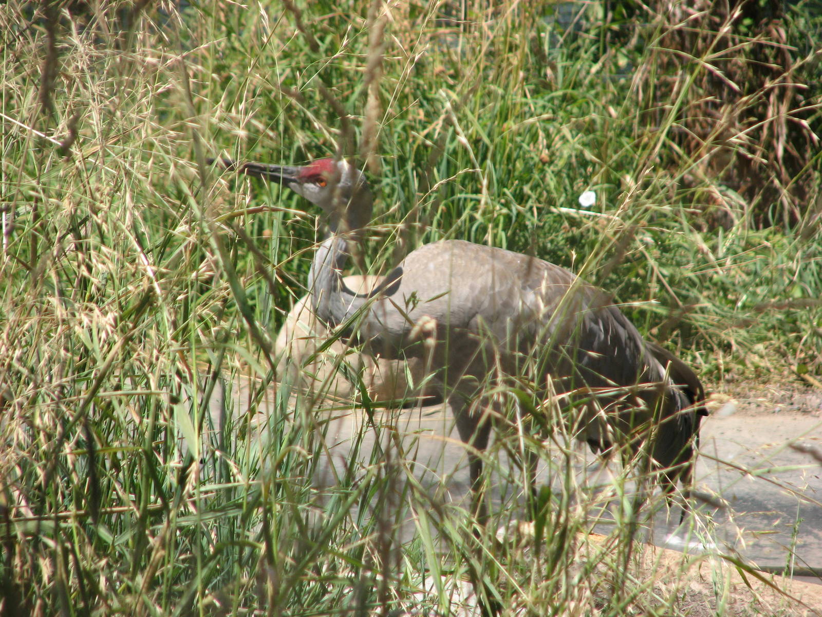 Sandhill Crane