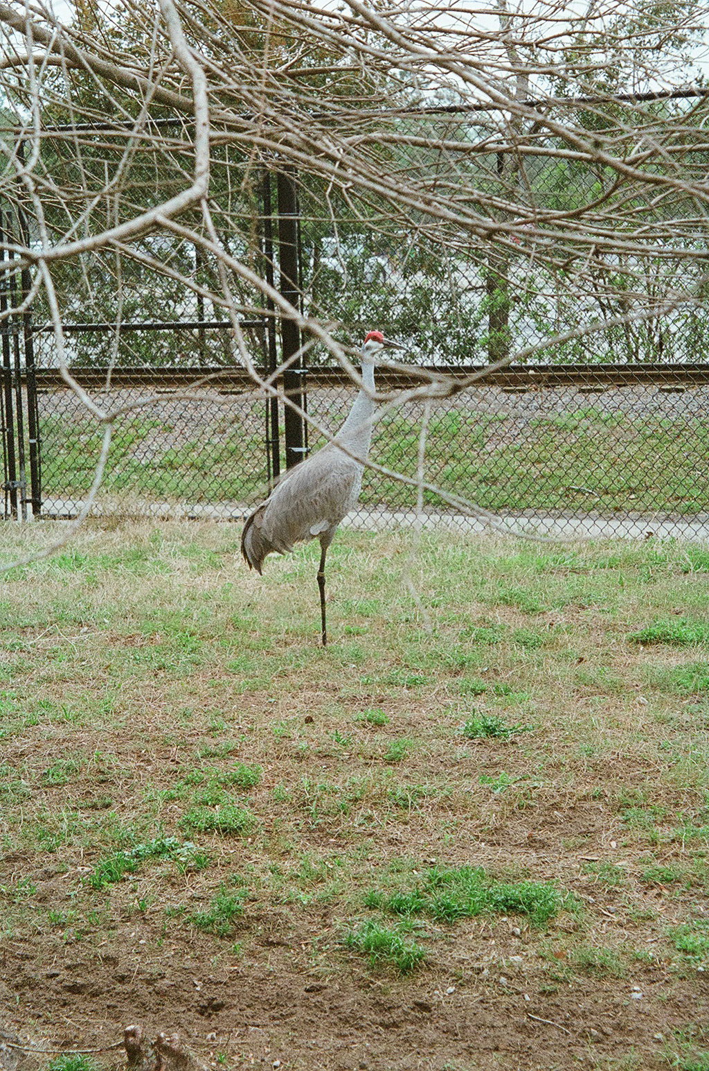 Sandhill Crane
