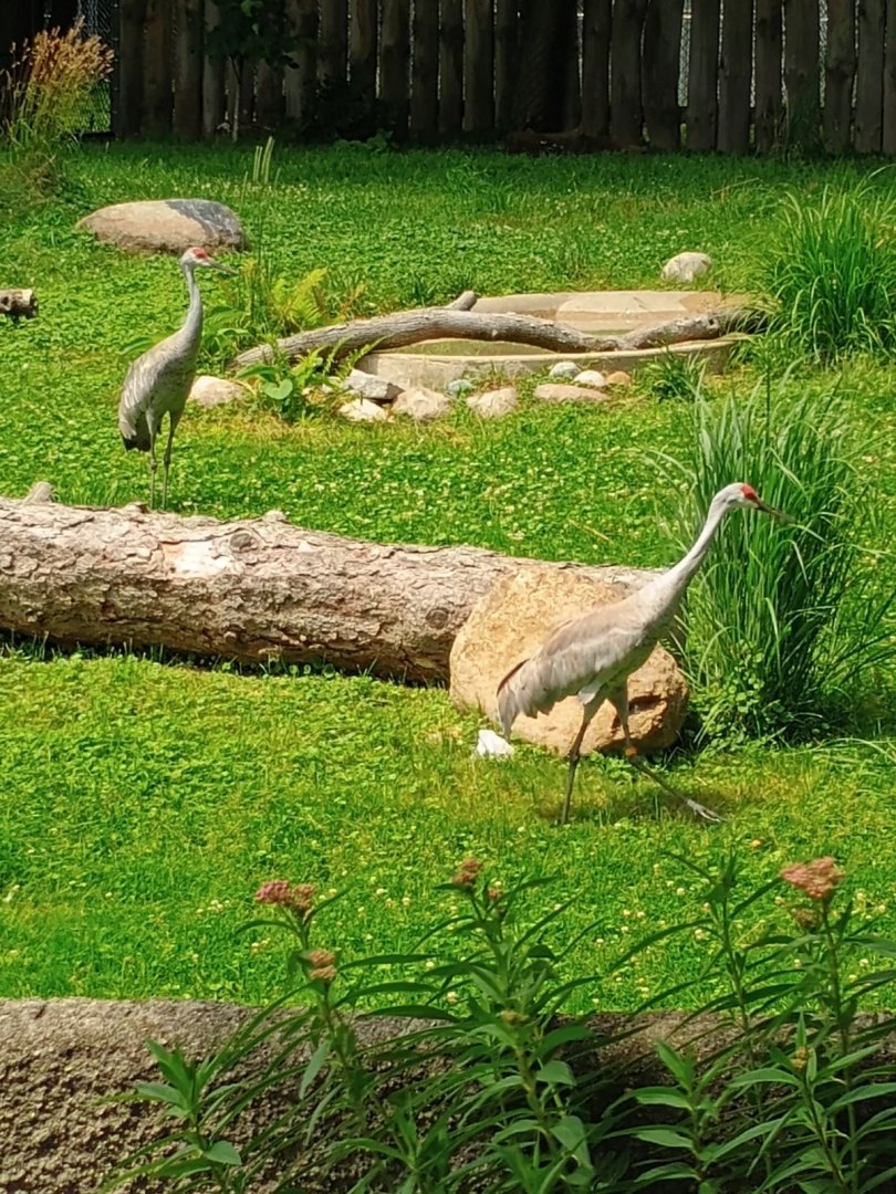 Sandhill Cranes (7/6/24)