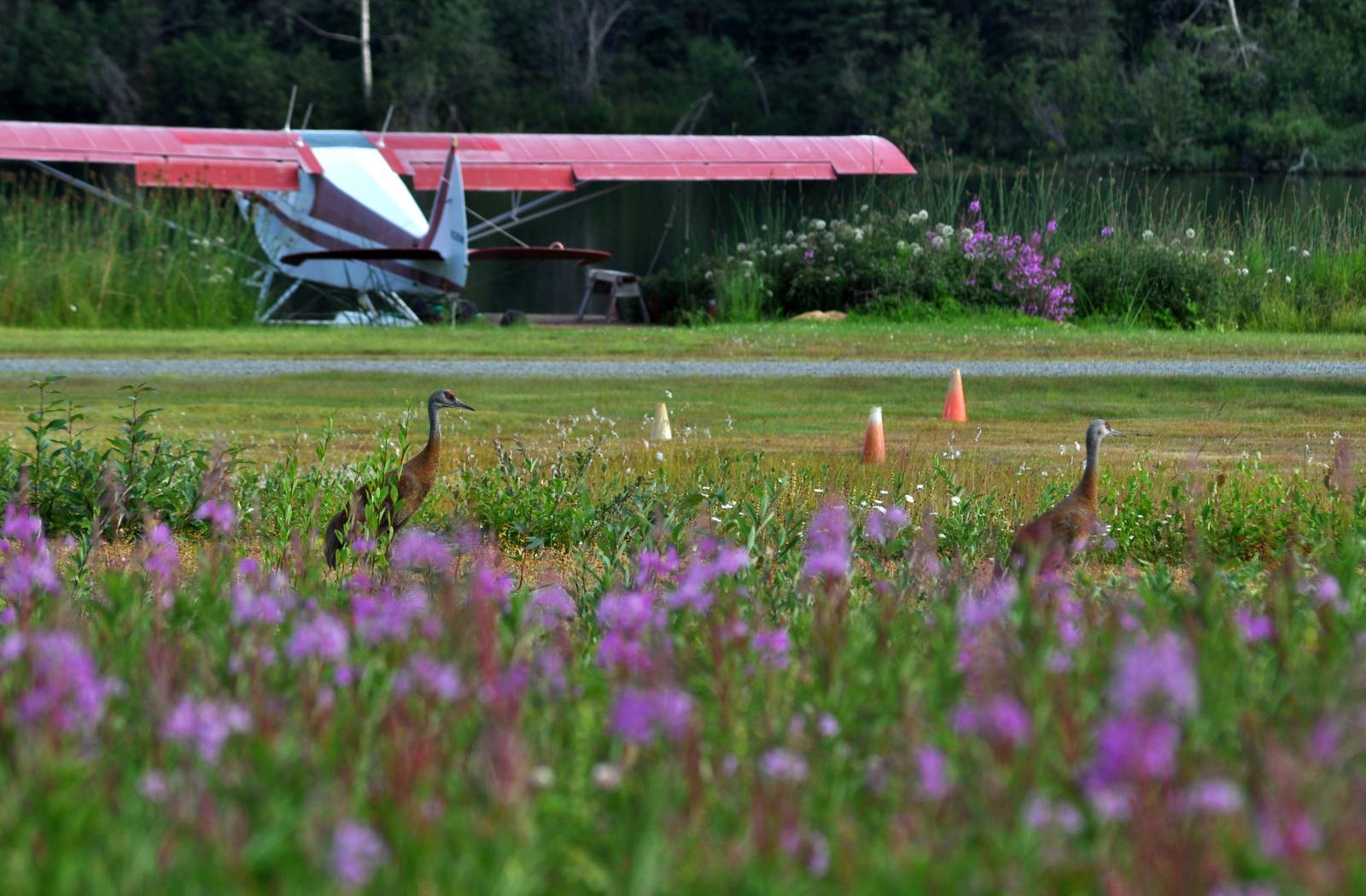 Sandhill Cranes - Alaska