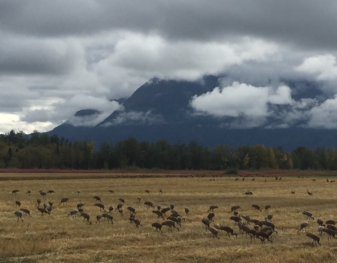 Sandhill Cranes - Alaska