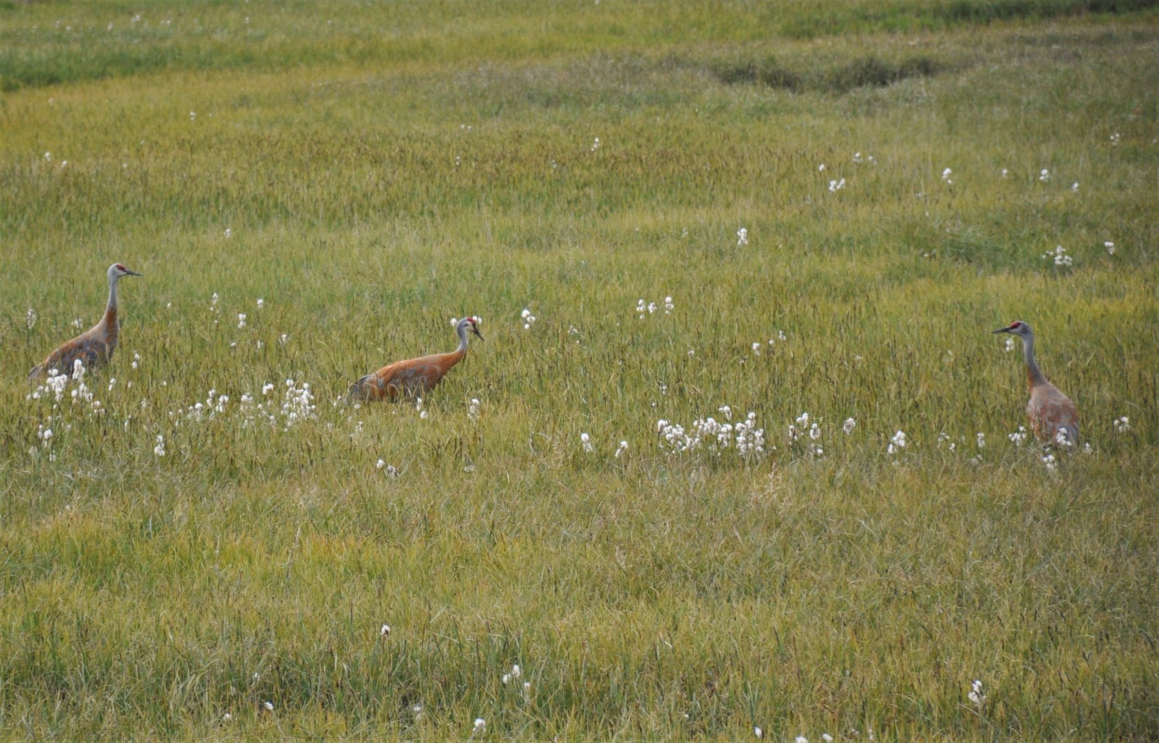 Sandhill Cranes - Alaska