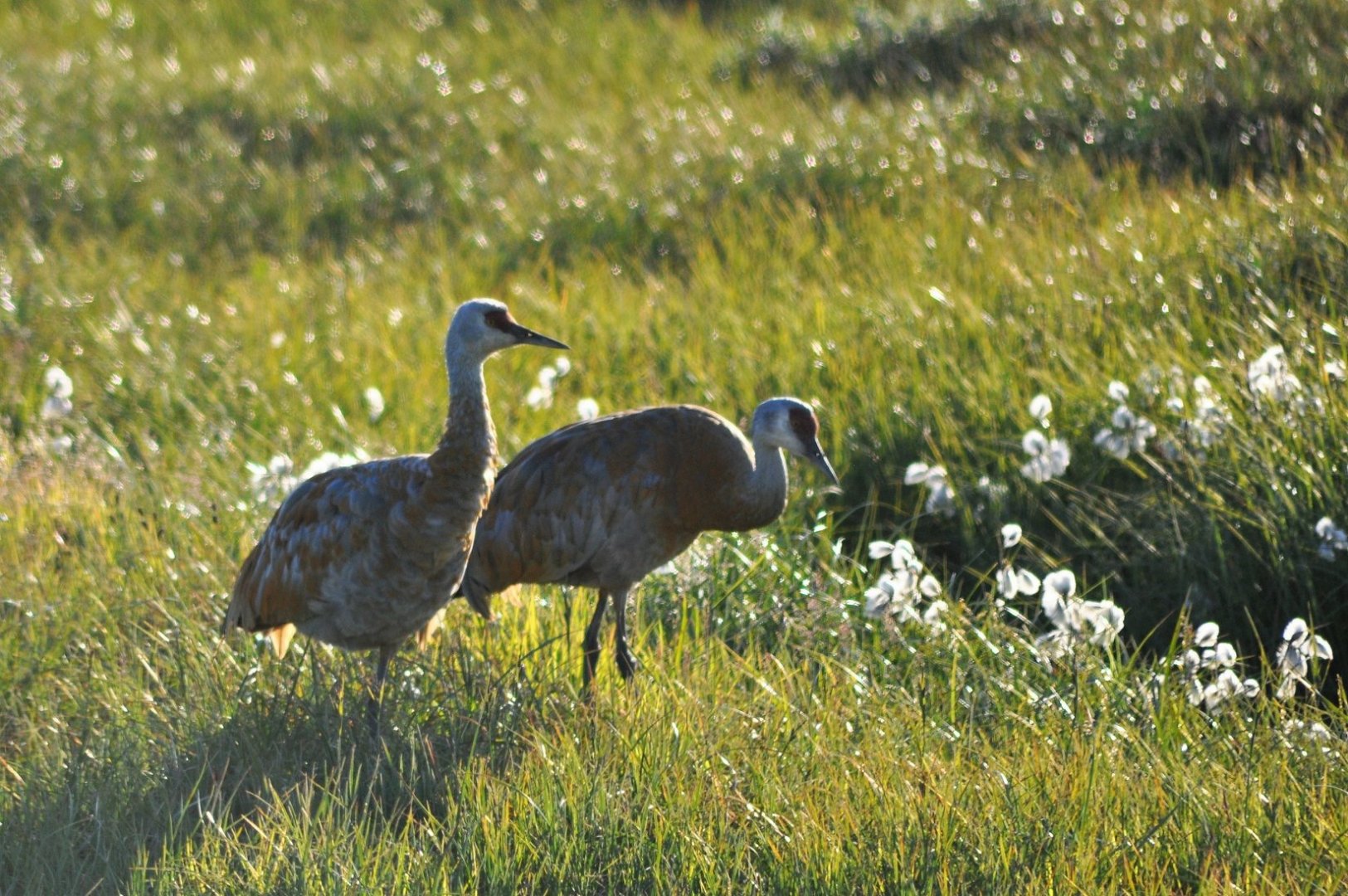 Sandhill Cranes - Alaska