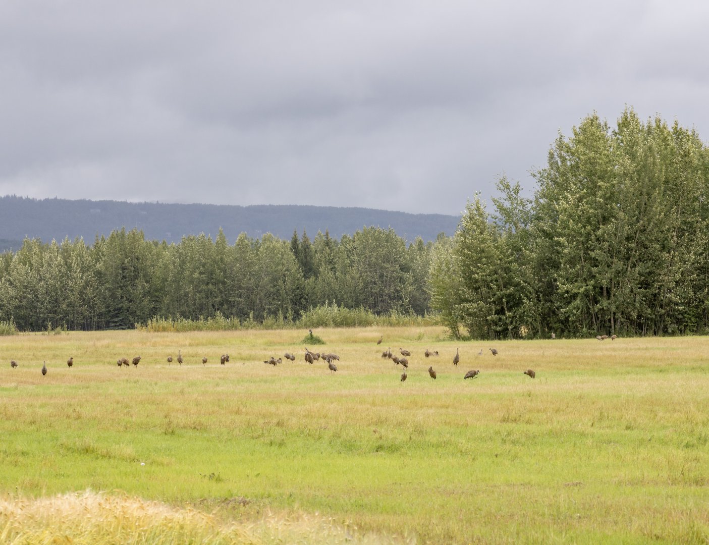 Sandhill Cranes - Alaska