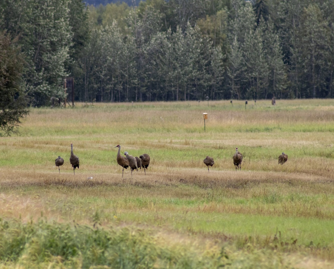 Sandhill Cranes - Alaska