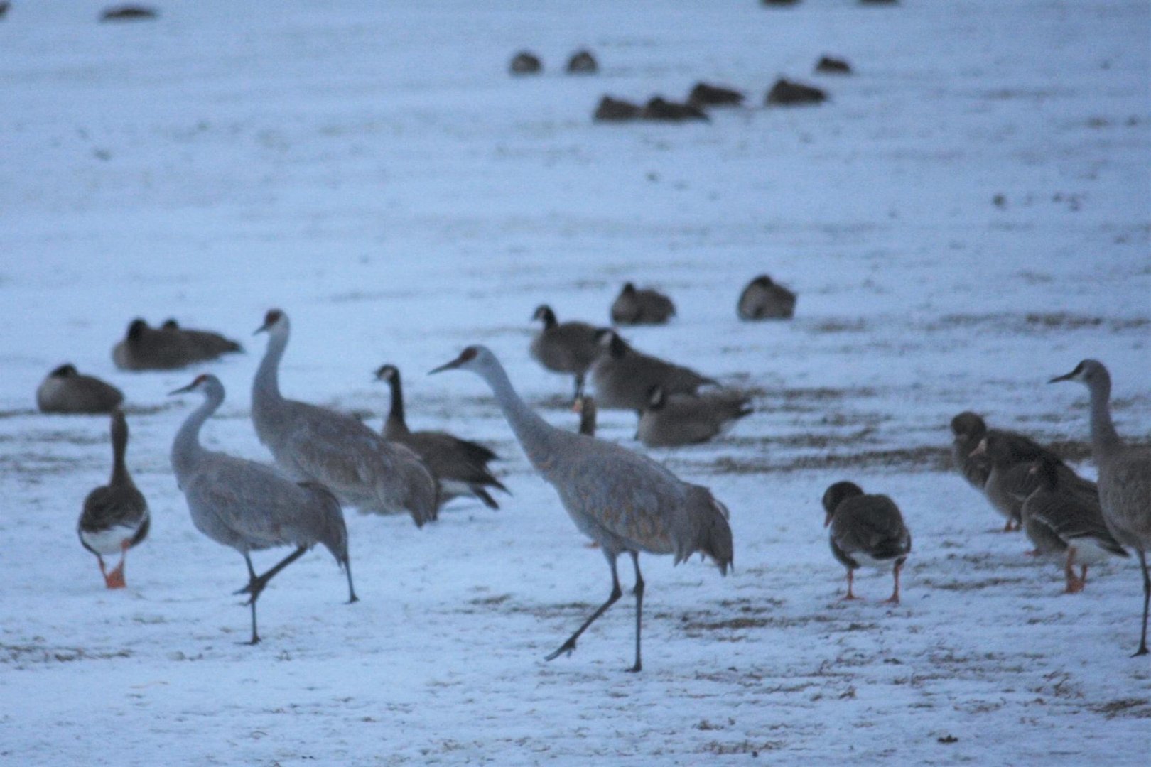 Sandhill Cranes and Geese - Alaska