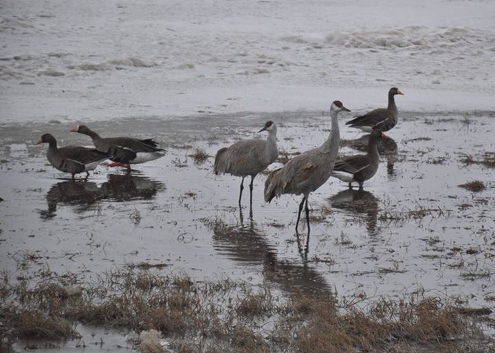 Sandhill Cranes and Whitefronted Geese - Alaska