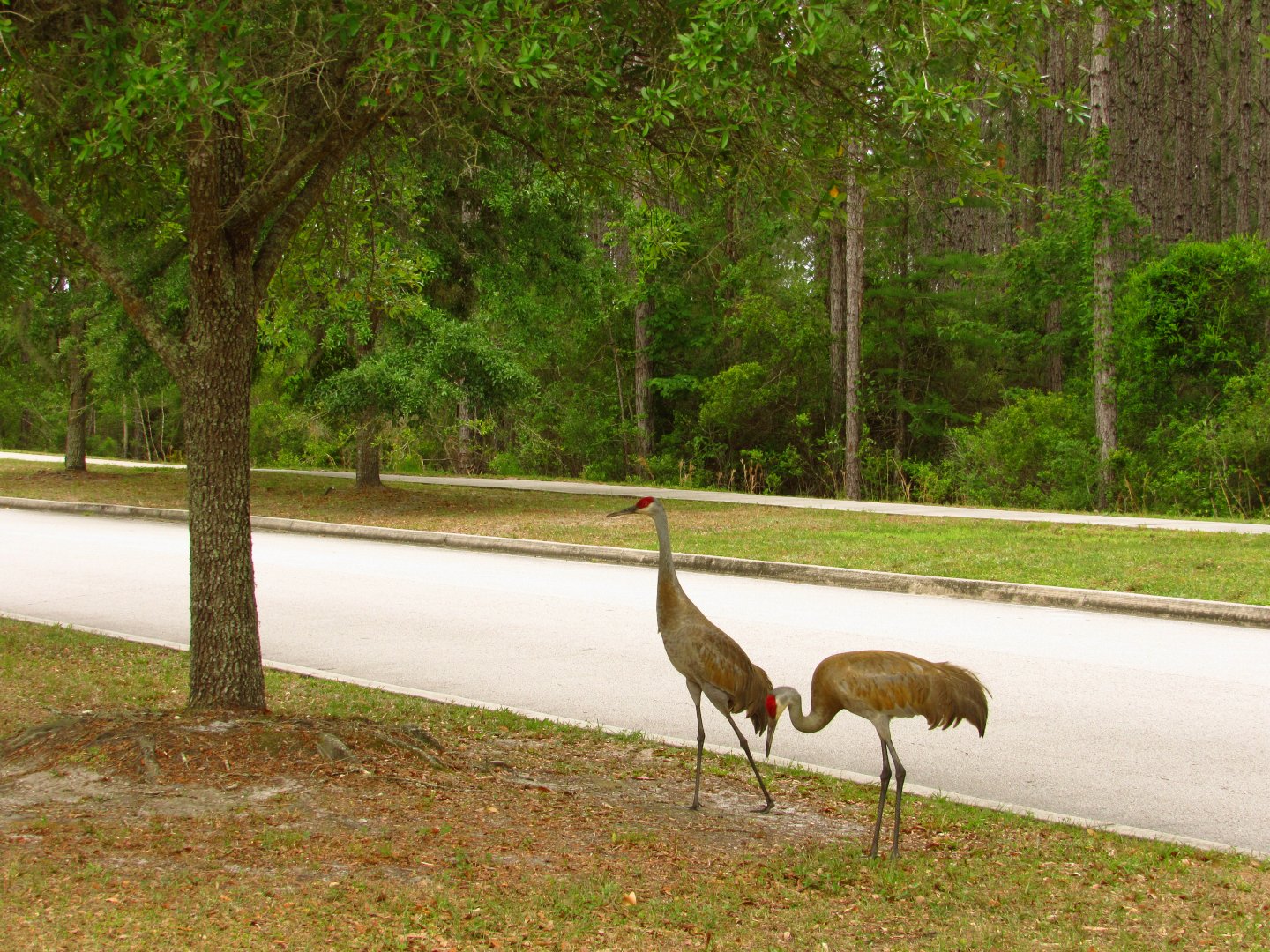 Sandhill Cranes By Road