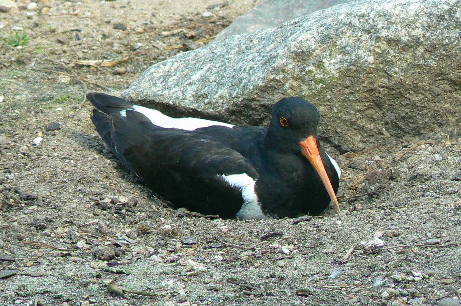 Sandhill cranes exhibit - eurasian oystercatcher