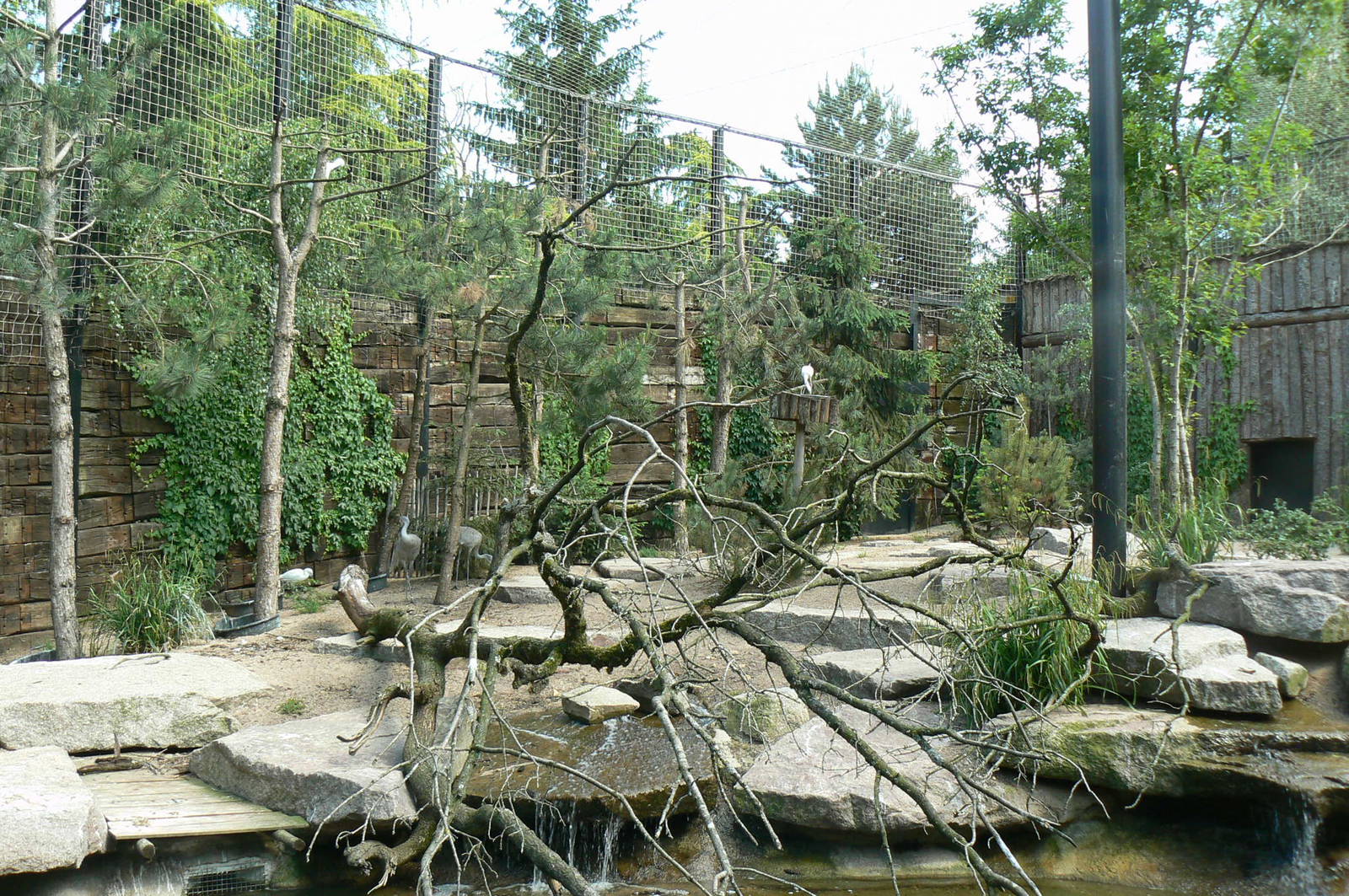 Sandhill cranes exhibit - general view