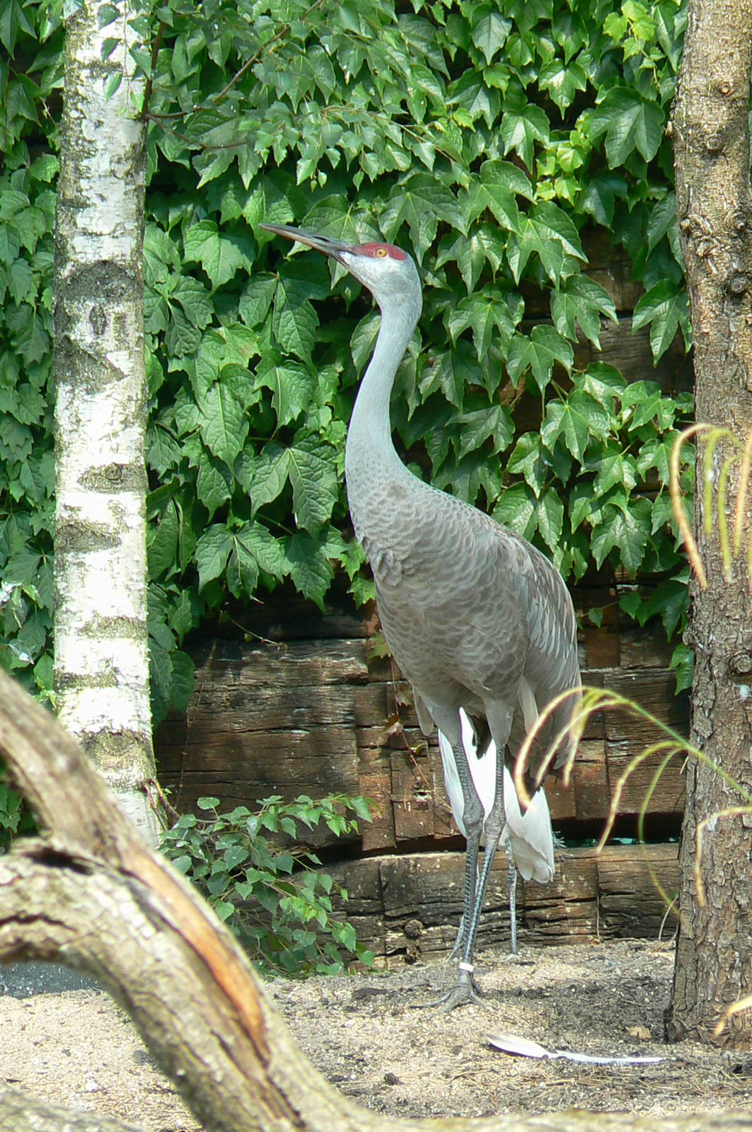 Sandhill cranes exhibit - sandhill crane