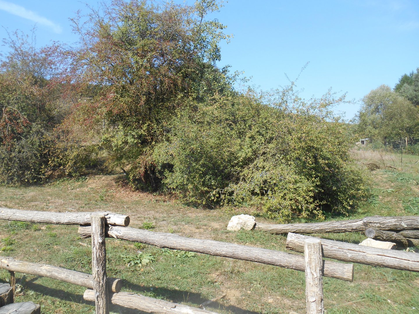 Sandhill Cranes Exhibit
