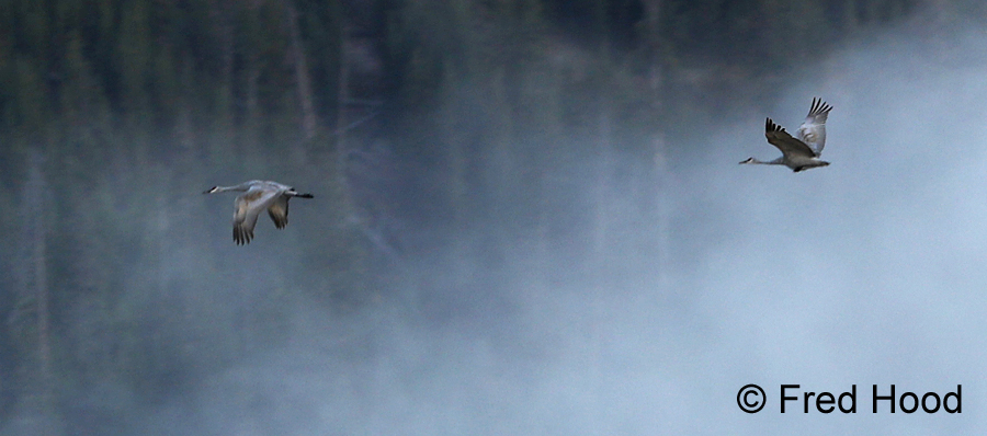 sandhill cranes flying at sunrise