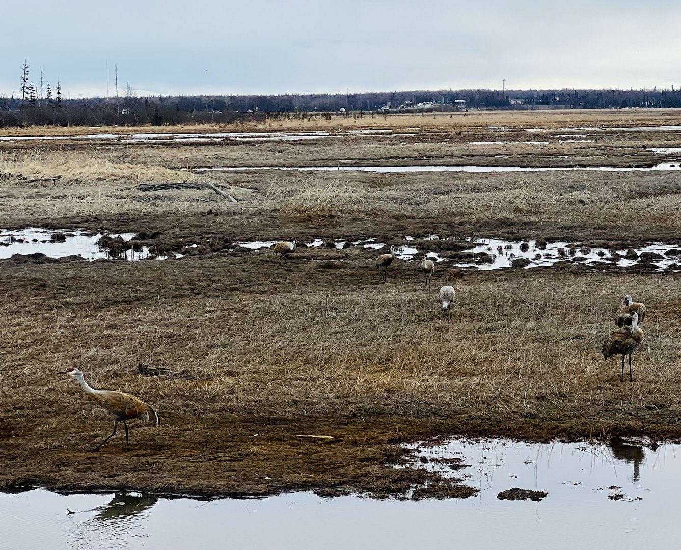 Sandhill Cranes.  Kenai River Estuary, Kenai Alaska
