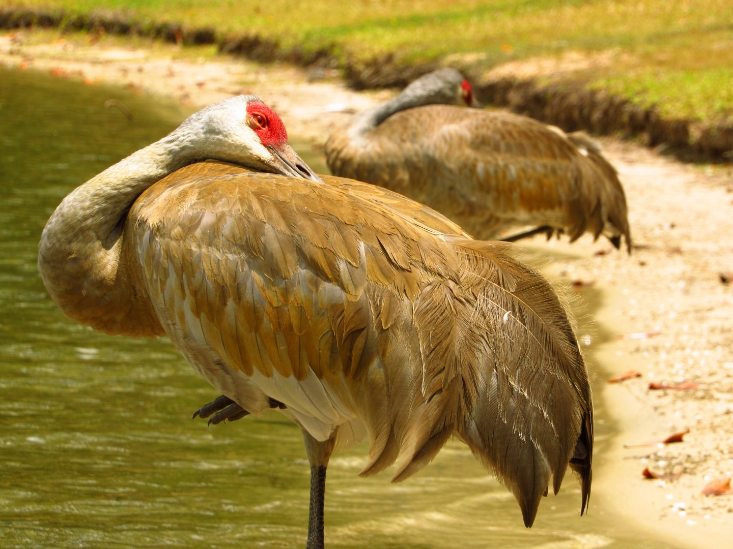 Sandhill Cranes Resting