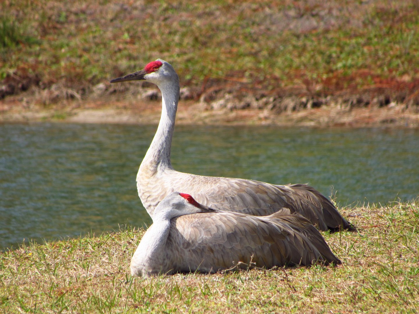 Sandhill Cranes Resting