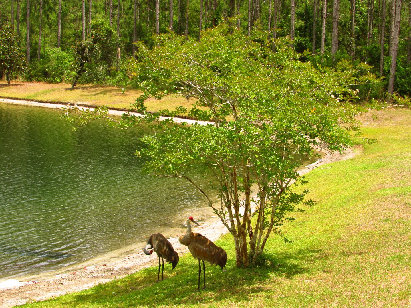 Sandhill Cranes Under Tree