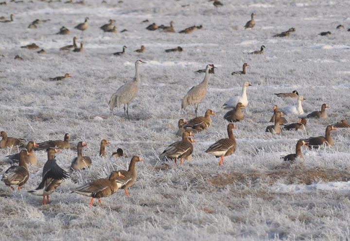 Sandhill Cranes, White-fronted, Snow, and Cackling Geese