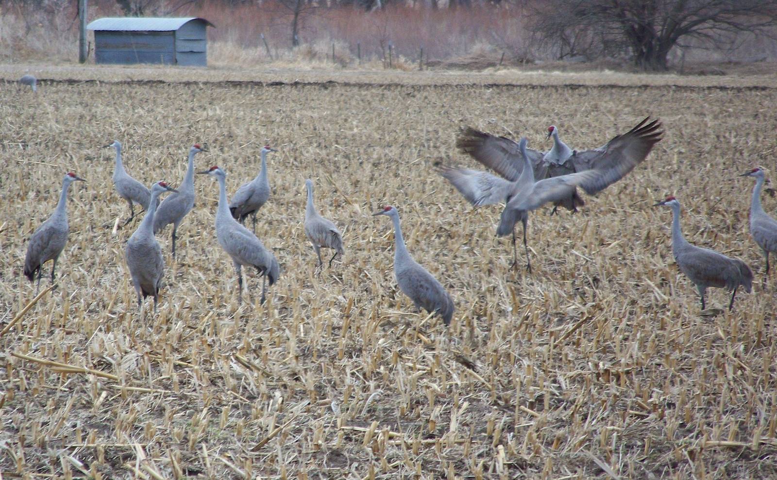 Sandhill Cranes